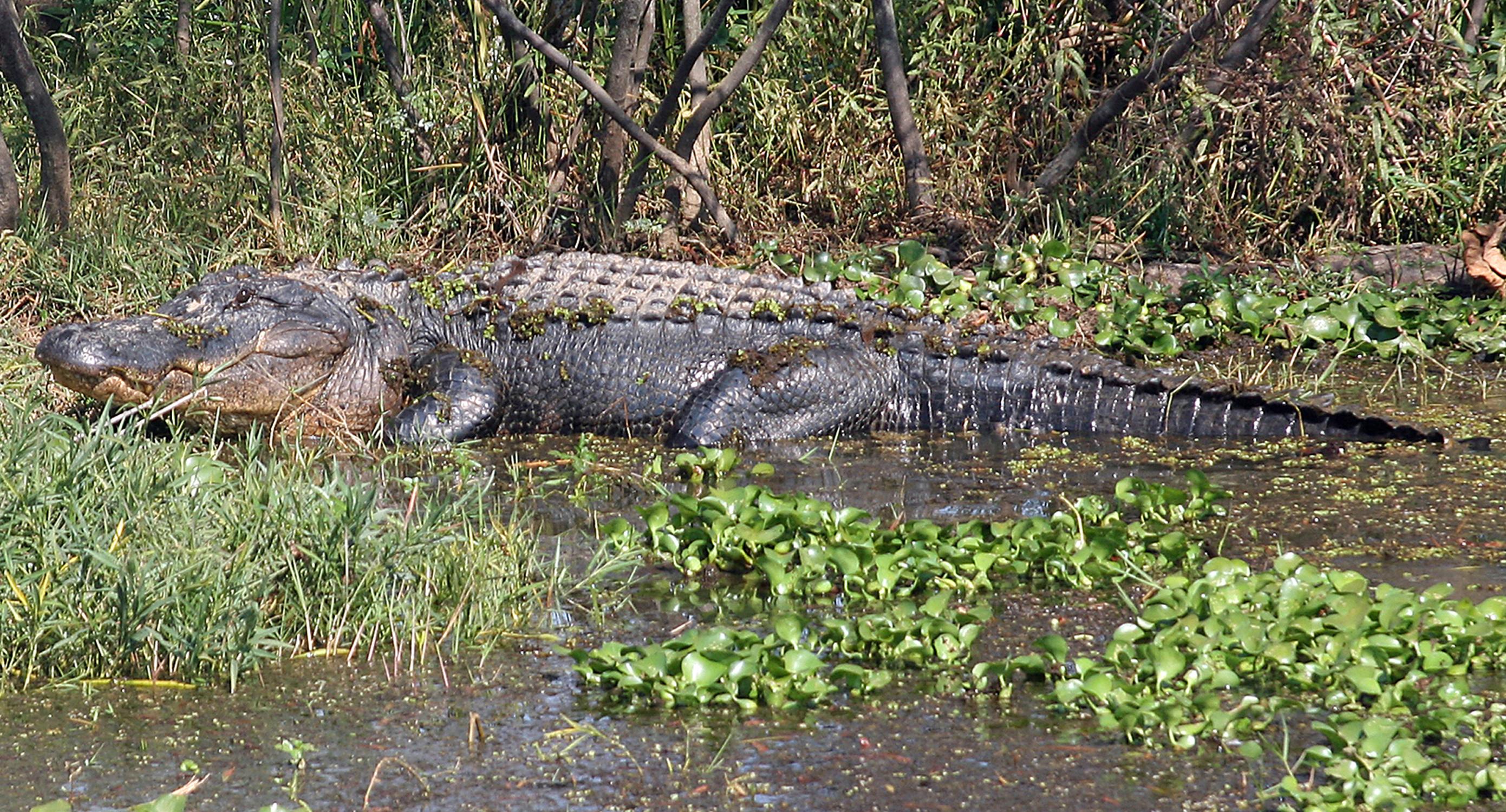 WFF Adds Coastal Zone To Alligator Season Outdoor Alabama wff-adds-coastal-zone-to-alligator-season-outdoor-alabama